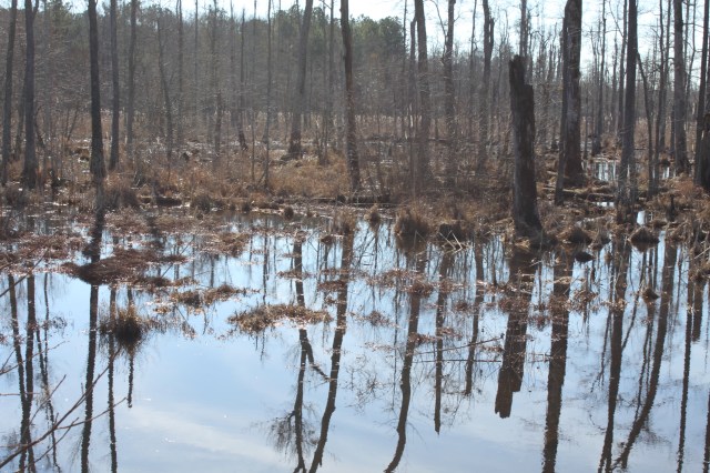 stoto-co-blackwater-river-swamp-isle-of-wight-petersburg-virginia-0515.jpg