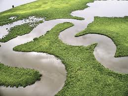 marsh